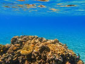A vibrant underwater scene showcasing a colorful coral reef, perfect for snorkeling and diving enthusiasts exploring marine life.