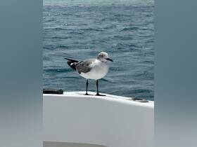 A close-up shot of a seagull perched on the edge of a boat, showcasing the beauty of wildlife encountered during boating adventures.