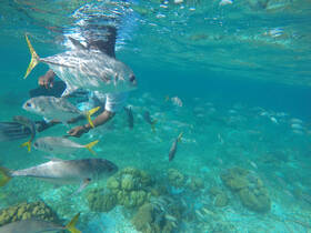 An underwater scene featuring a person interacting with a school of colorful fish in crystal-clear waters — a captivating glimpse into marine life.