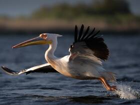 A majestic pelican takes flight over the water, showcasing its impressive wingspan and vibrant colors — a stunning moment in wildlife photography.