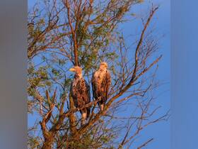 Two majestic eagles perched on a tree branch, showcasing the beauty of wildlife in their natural habitat.