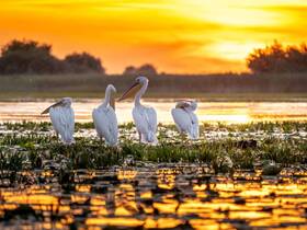 A serene sunset scene featuring a group of pelicans standing in shallow waters, showcasing the beauty of wildlife in their natural habitat.