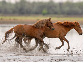A dynamic capture of two horses running through shallow water, creating splashes and showcasing the beauty of wildlife in motion.