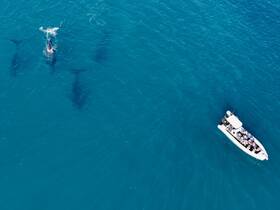 Aerial view of a group of people observing whales swimming in crystal-clear waters — an unforgettable wildlife experience on the ocean.
