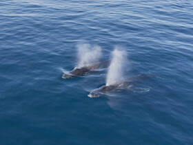 A stunning view of two whales swimming gracefully in the open ocean, showcasing the beauty of marine wildlife.