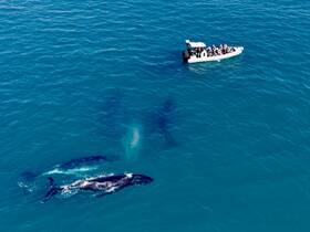 A thrilling encounter with whales swimming beneath a boat, showcasing the beauty of marine wildlife in their natural habitat.