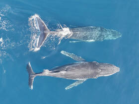 A stunning aerial view of two majestic whales swimming gracefully in crystal-clear waters, showcasing the beauty of marine wildlife.