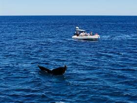 A thrilling encounter with a whale as a boat full of guests observes the majestic creature in its natural habitat — a perfect moment for wildlife enthusiasts.