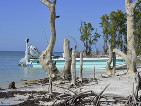 A small boat is docked along a serene shoreline, surrounded by unique tree formations and clear waters, perfect for fishing or exploring coastal areas.