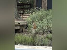 A solitary animal perched on a post in a natural setting, showcasing the serene beauty of wildlife in its habitat.