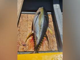 A freshly caught tuna displayed on a wooden surface, showcasing the thrill of fishing adventures on the water.