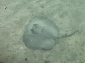 A serene underwater view of a stingray gliding over the sandy ocean floor, showcasing the beauty of marine wildlife in its natural habitat.