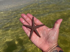 A close-up of a starfish held in a person's hand, showcasing a beautiful marine creature in shallow waters — a perfect example of human-animal interaction in nature.