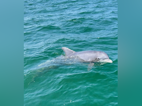 A playful dolphin swims gracefully in clear turquoise waters, showcasing the beauty of marine wildlife encounters.
