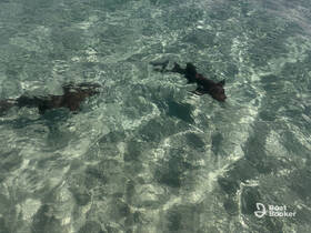 Two sharks glide gracefully through crystal-clear waters, showcasing the beauty of marine wildlife in their natural habitat.