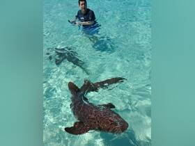 A person interacts with sharks in crystal-clear waters, showcasing an exhilarating wildlife experience perfect for adventure seekers.