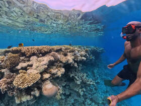 A snorkeler explores vibrant coral reefs teeming with colorful fish, showcasing the beauty of underwater adventures and marine life.