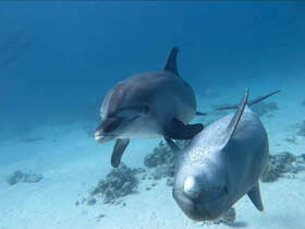 Two dolphins swim gracefully in clear blue waters, showcasing the beauty of marine wildlife in their natural habitat.