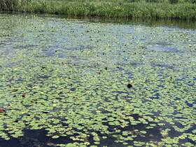 A serene view of a water surface covered with lily pads and flowers, showcasing the beauty of nature.