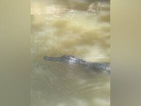 A crocodile glides through murky waters, showcasing the beauty of wildlife in its natural habitat — a thrilling sight for nature enthusiasts.