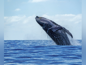 Charter Image