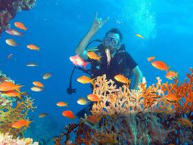 A diver interacts with vibrant fish amidst colorful coral reefs, showcasing the beauty of underwater exploration and marine life.