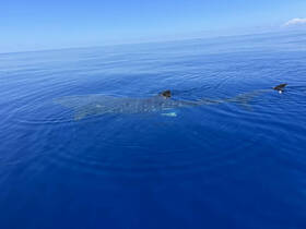 A majestic whale swims gracefully through the calm blue waters, showcasing the beauty of marine wildlife in its natural habitat.