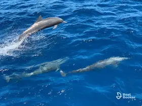 A stunning capture of dolphins jumping and swimming in vibrant blue waters, showcasing the beauty of marine wildlife.