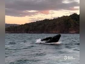 A majestic whale breaches the surface of the ocean at sunset, showcasing the beauty of marine wildlife in its natural habitat.
