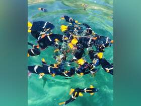 A vibrant school of fish swims in crystal-clear waters, showcasing the beauty of marine life — a perfect scene for snorkeling enthusiasts.