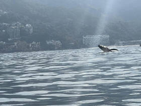 A majestic whale breaches the surface of the water, showcasing its power and grace against a scenic backdrop of coastal buildings — a breathtaking moment for wildlife enthusiasts.
