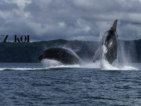 Charter Image