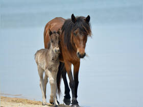 A beautiful scene of a mare and her foal walking along the beach, showcasing the serene connection between mother and child in a natural setting.