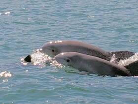 A pair of dolphins swim gracefully through the clear waters, showcasing the beauty of marine wildlife encounters.