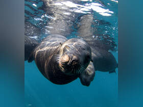A playful seal swims gracefully underwater, showcasing its curious nature in a vibrant marine environment — a captivating wildlife encounter.