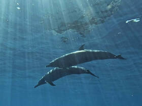 Two dolphins gracefully swim beneath the surface, illuminated by sunbeams in a stunning underwater scene — a captivating glimpse of marine wildlife.