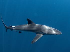A stunning close-up of a shark swimming gracefully through deep blue waters, showcasing the beauty of marine wildlife.