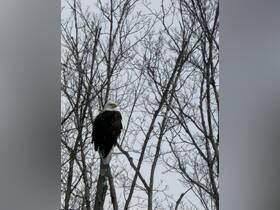 A majestic bald eagle perches on a tree branch, showcasing its striking features against a backdrop of bare branches — a stunning example of wildlife in its natural habitat.