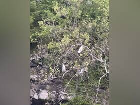 A serene scene featuring birds perched in a tree, surrounded by lush greenery — a glimpse of nature's beauty in a tranquil setting.