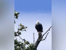 A majestic eagle perched on a tree branch against a clear blue sky, showcasing the beauty of wildlife in its natural habitat.
