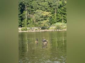 A group of cormorants perched on rocks in calm waters, showcasing the serene beauty of wildlife in its natural habitat.