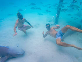 Two snorkelers interact with a shark underwater, showcasing an exhilarating wildlife experience in crystal-clear waters.