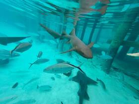 A stunning underwater scene featuring a shark swimming among various fish in crystal-clear waters, showcasing the vibrant marine life of the ocean.