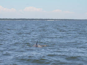 A dolphin gracefully swims through the water, showcasing the beauty of marine wildlife in its natural habitat.