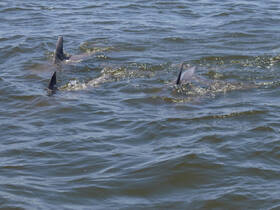 A captivating view of dolphins swimming gracefully in the water, showcasing the beauty of marine wildlife.