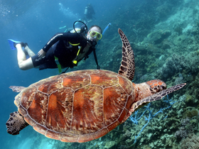A diver interacts with a majestic sea turtle while exploring vibrant underwater scenery — a breathtaking wildlife encounter perfect for marine enthusiasts.