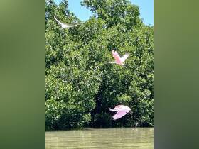 A stunning capture of pink and white birds in flight against a lush green backdrop, showcasing the beauty of wildlife in its natural habitat.