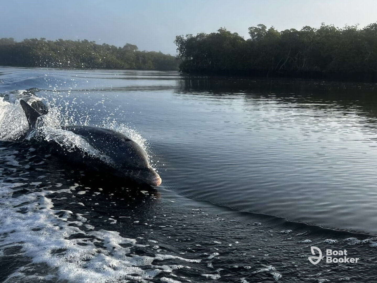 Manatee/wildlife sightseeing tour