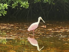 A beautiful pink heron wades through the tranquil waters of a mangrove, showcasing its reflection amidst the serene natural surroundings.