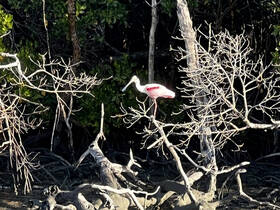 A stunning roseate spoonbill perches gracefully on a branch in a mangrove setting, showcasing the beauty of wildlife in its natural habitat.
